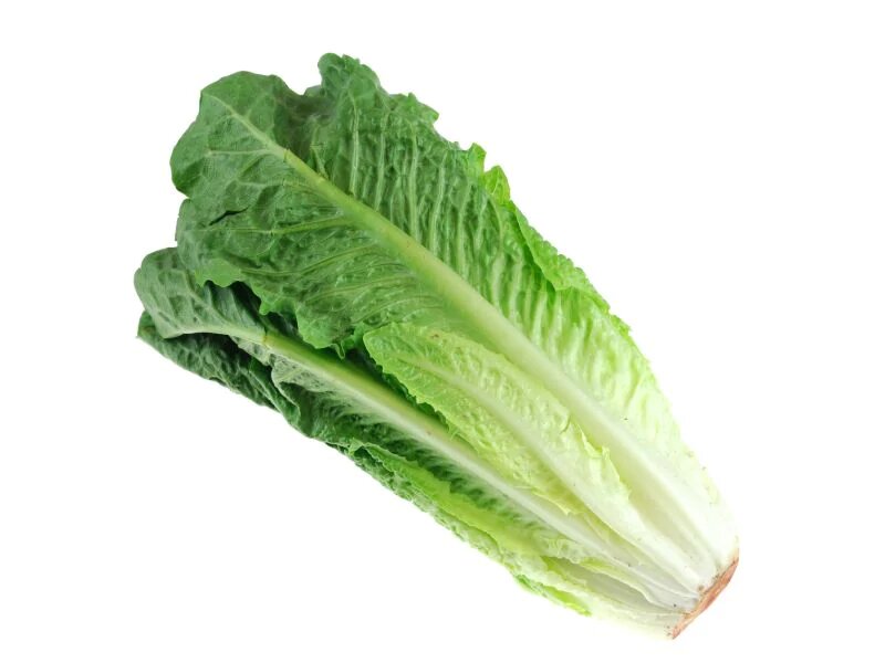 Lettuce Romaine 