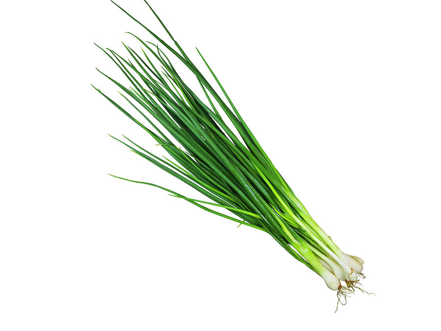 Spring Onion