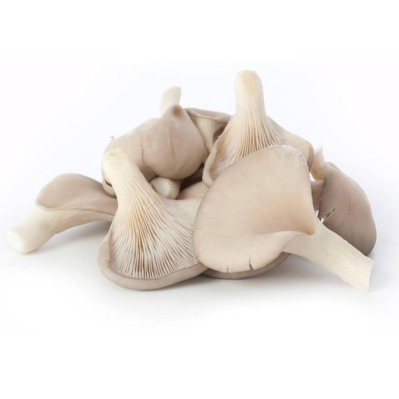 Oyster Mushroom Fresh 1Kg